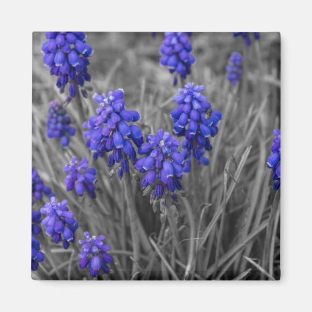 Val av gradens hyacinths-familj magnet (Framsidan)
