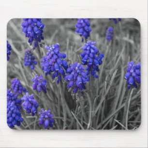 Val av gradens hyacinths-familj musmatta