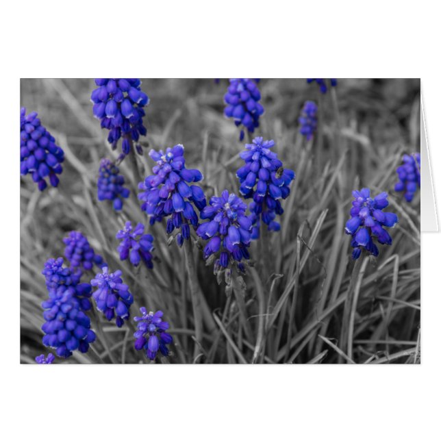 Val av gradens hyacinths-familj OBS kort (Framsidan Horizontal)