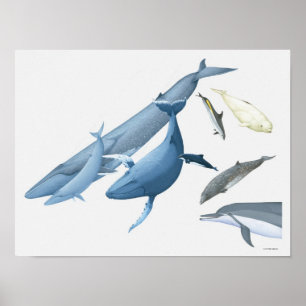 Val Poster