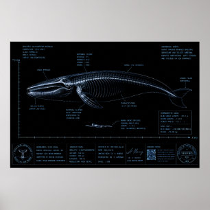 Val vs Mänsklig Storleksjämförelse Röntgen Poster