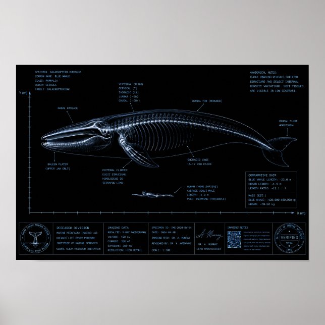 Val vs Mänsklig Storleksjämförelse Röntgen Poster (Framsidan)
