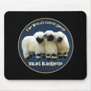 Valais Blacknose - världs mest gulliga får! Muse Musmatta