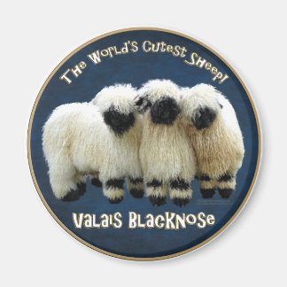 Valais Blendorse - världens bästa får! Magnet