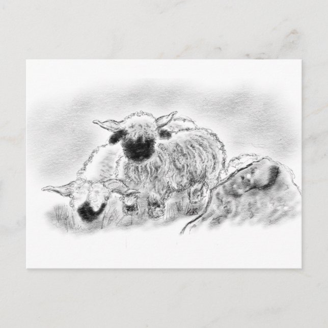 Valais BlRecogse Sheep Illustration Vykort (Framsida)