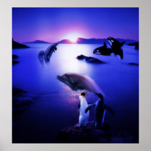 Valar Delphins penguins oceansolnedgång Poster