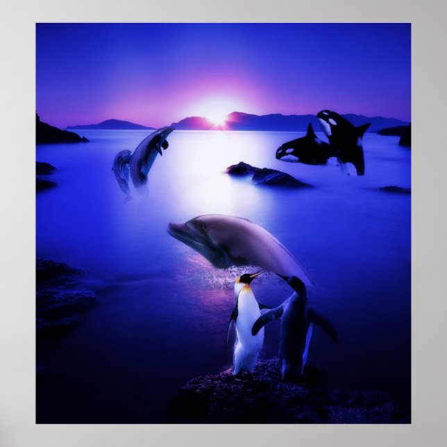 Valar Delphins penguins oceansolnedgång Poster (Framsidan)
