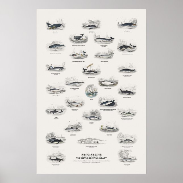 Valar - Naturalistens bibliotek Poster (Framsidan)