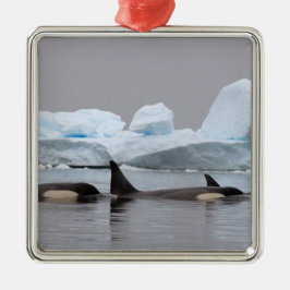 Valar (orcas), Orcinus orca, pod Julgransprydnad Metall