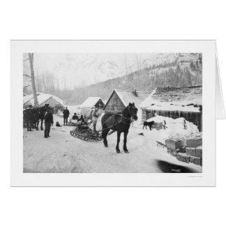 Valdez slingahästar Alaska 1912 Hälsningskort