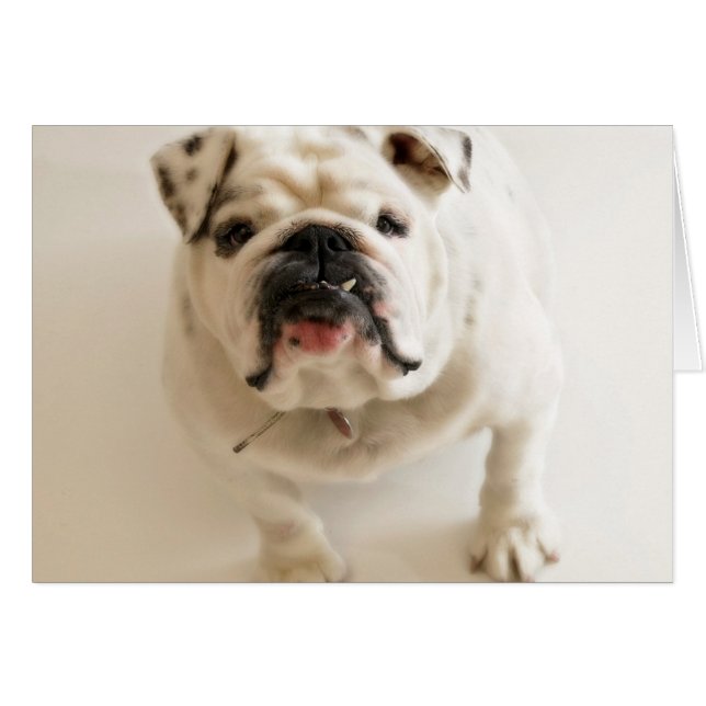 Väldigt Cute Bulldog Hälsningskort (Framsidan Horizontal)