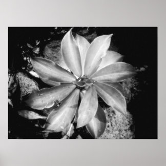 Väldigt Symmetrical Plant, Oahu Poster