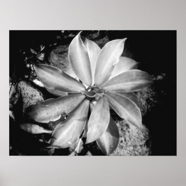 Väldigt Symmetrical Plant, Oahu Poster (Framsidan)