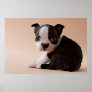 Väldigt Young Boston Terrier Puppy Poster