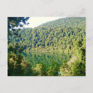 Valdivian Temperate Forest, Chile Vykort