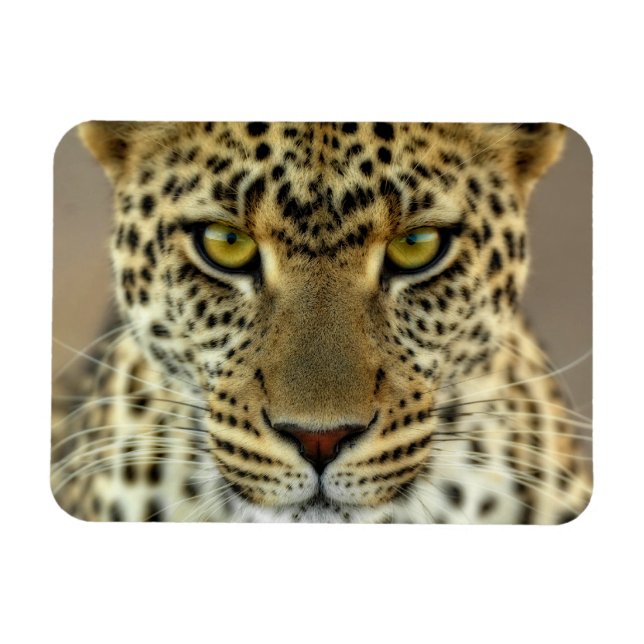 Våldsam Leopard Magnet (Horisontell)