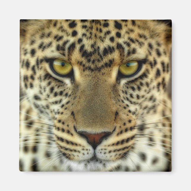 Våldsam Leopard Magnet (Framsidan)
