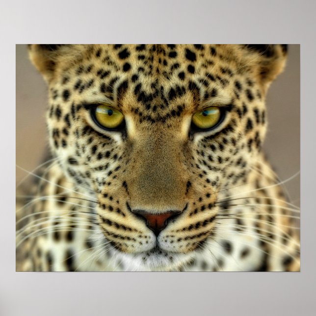 Våldsam Leopard Poster (Framsidan)