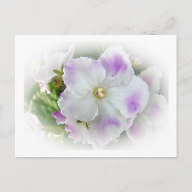 Våldsamheter i lila och Finare Vykort (Framsida)