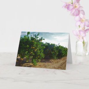 Valencia Orange Grove Kort