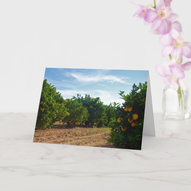 Valencia Orange Grove Kort (Orkide)