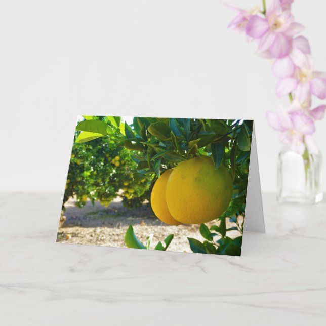 Valencia Orange Grove Porträtt Kort (Orkide)