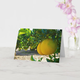 Valencia Orange Grove Porträtt Kort