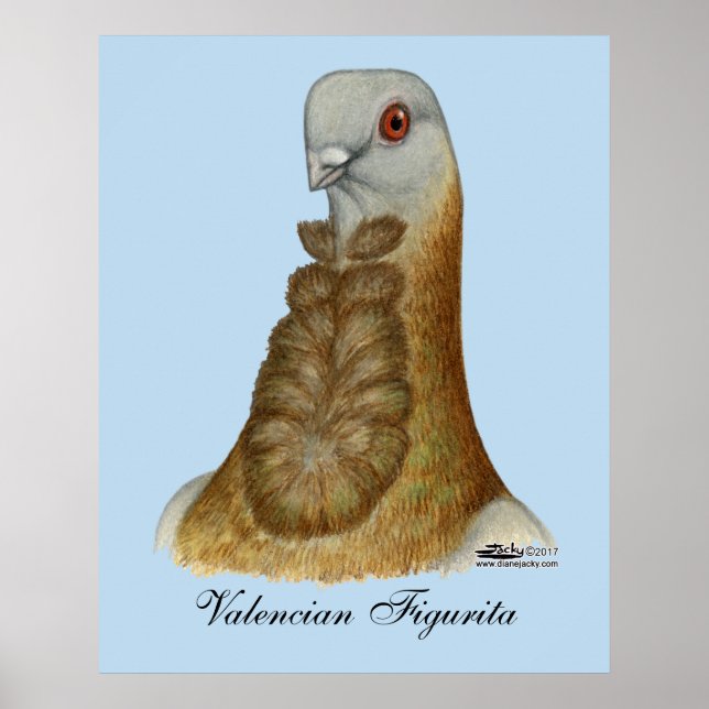 Valencian Figurita Pigeon Porträtt Poster (Framsidan)