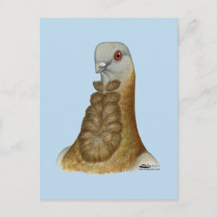 Valencian Figurita Pigeon Porträtt Vykort