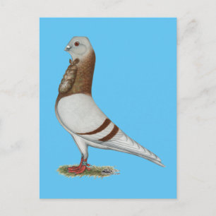 Valencian Figurita Pigeon Vykort