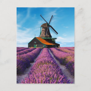 Valensole Lavender Fält Provence Frankrike Vykort
