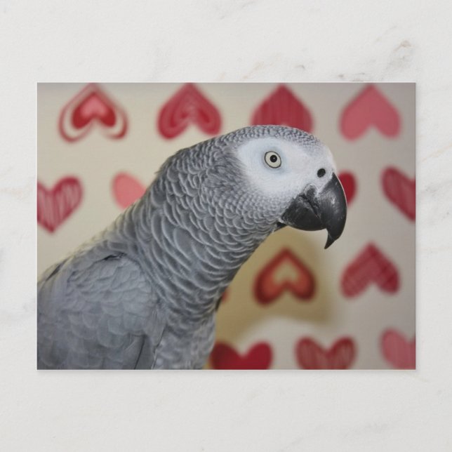 Valentindagen African Grått Parrot Helg Vykort (Framsida)