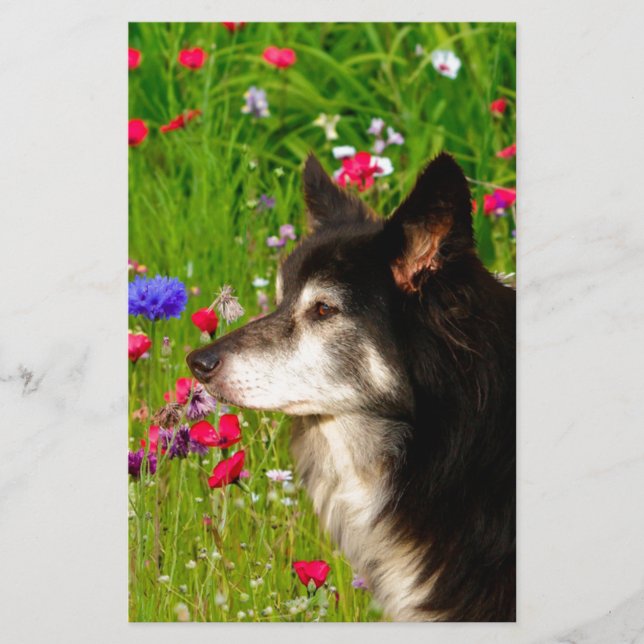 Valentine Gräns Collie med vackra blommor Brevpapper (Framsida)