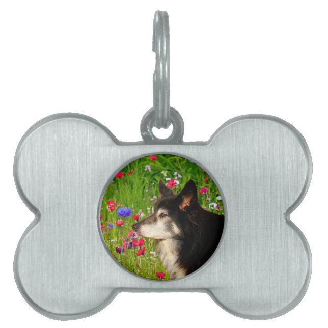 Valentine Gräns Collie med vackra blommor ID-bricka Husdjur (Framsidan)