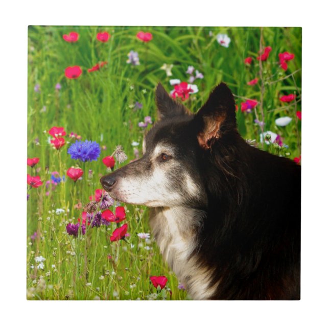 Valentine Gräns Collie med vackra blommor Kakelplatta (Framsidan)