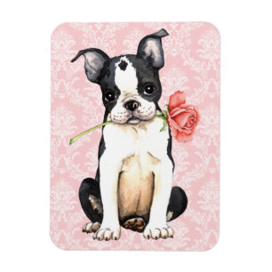 Valentine Ro Boston Terrier Magnet