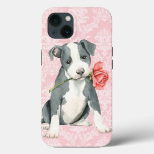 Valentine Ro Pit Bull