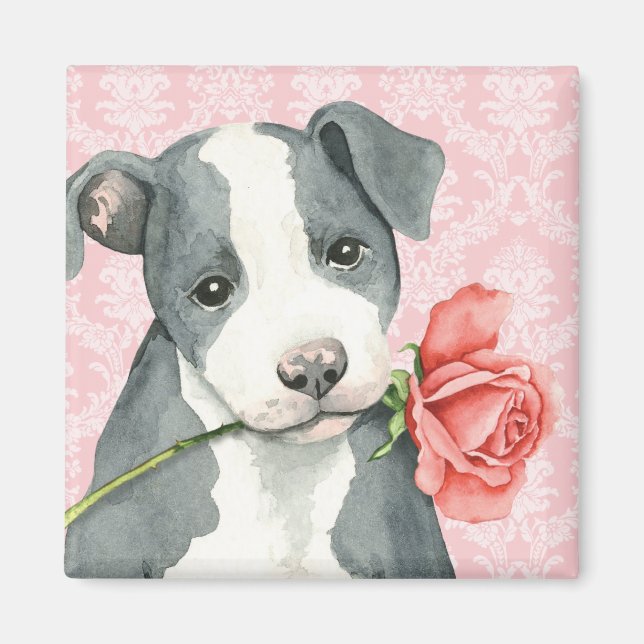 Valentine Ro Pit Bull Magnet (Framsidan)