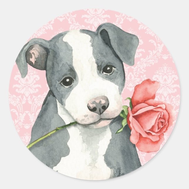 Valentine Ro Pit Bull Runt Klistermärke (Framsida)