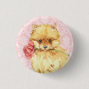 Valentine Ro Pomeranian Knapp