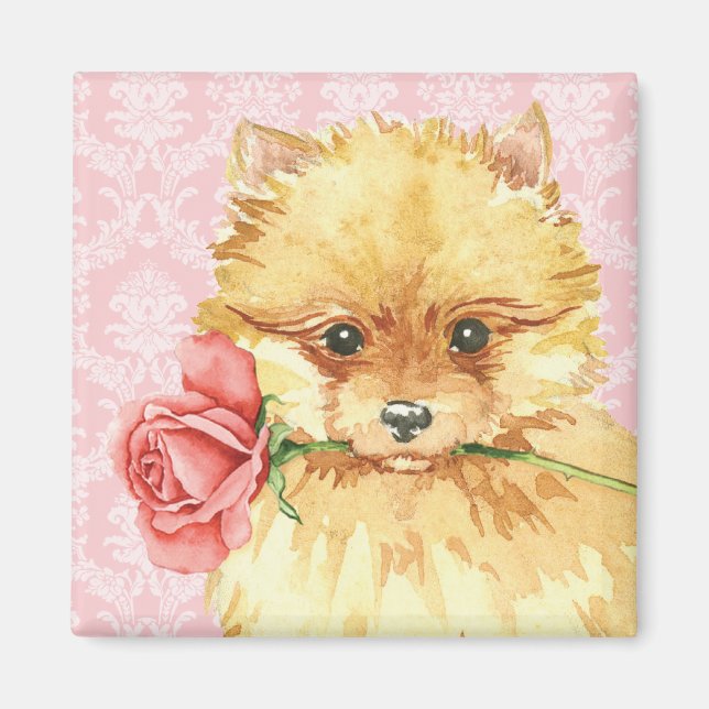 Valentine Ro Pomeranian Magnet (Framsidan)