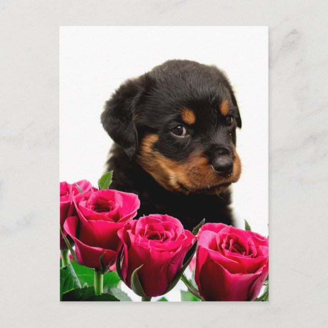 Valentine Ro Rottweiler Puppy Helg Vykort (Framsida)