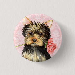 Valentine Ro Yorkie Knapp
