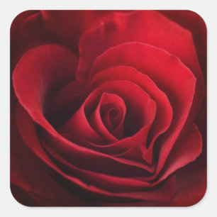 Valentine Röd ros Fyrkantigt Klistermärke