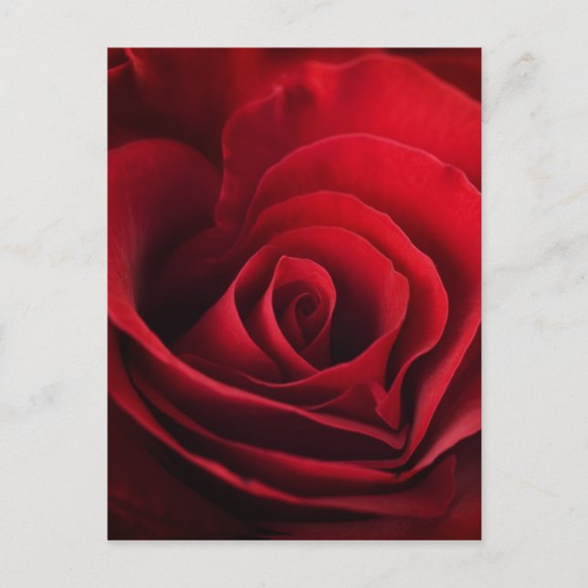 Valentine Röd ros Helg Vykort (Framsida)