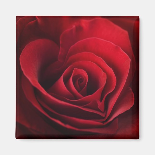 Valentine Röd ros Magnet (Framsidan)