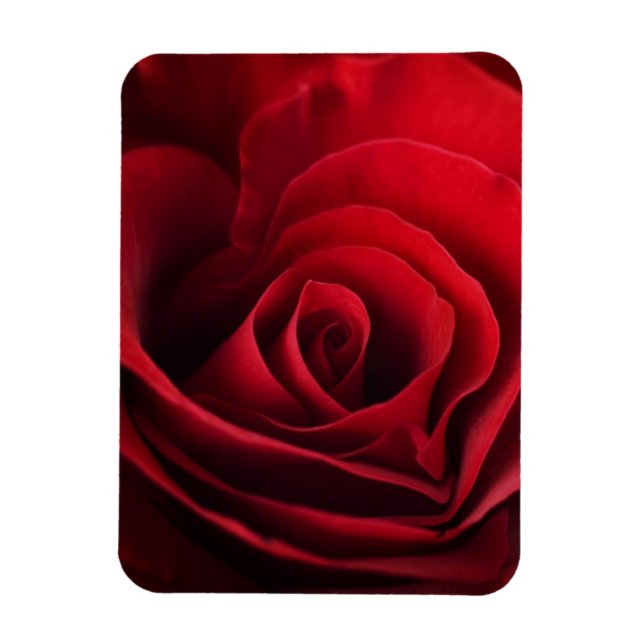 Valentine Röd ros Magnet (Vertikal)