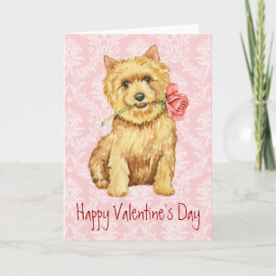 Valentine Rose Norwich Terrier Helgkort