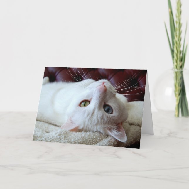Valentine Turkora Cat Odd Ögon Card Helgkort (Framsida)