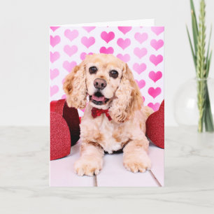 Valentines - cockerspanielSpaniel - hertig Helgkort